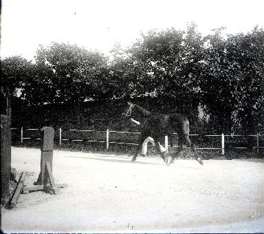 Présentation d'un cheval au trot au haras national de Saint-Lô