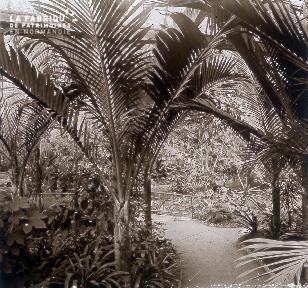 B019 Foire Expo Universelle palmiers