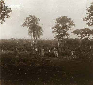 B023 Afrique scène de la vie quotidienne cueillette
