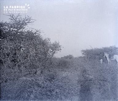B030 Afrique un homme et un cheval