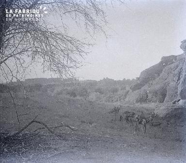 B030 Afrique troupeau de dromadaires devant les collines