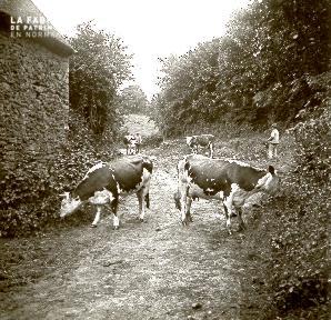 Vaches dans un chemin derrière une maison
