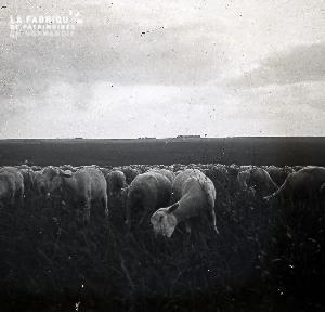 B052 Le troupeau de moutons 1