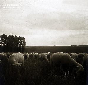 B052 Le troupeau de moutons 2