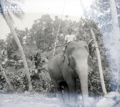 B053 L'éléphant 1
