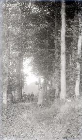 B085 Dans le sous bois
