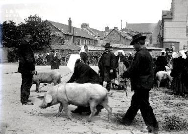 C001 Le marché aux cochons