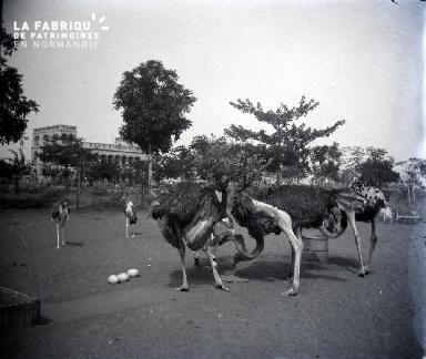 Afrique-Autruches et marabouts
