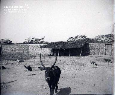 Afrique-Basse-cour