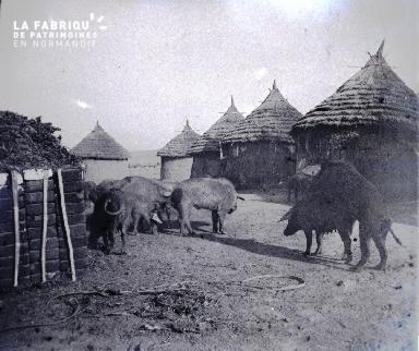 Porcs en Afrique2