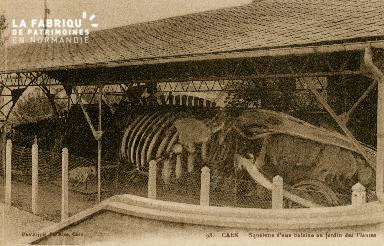 Cl 08 091 Caen le Jardin des Plantes Squelette d'une Baleine