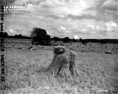 Soldats américains au milieu d'un champ de blé