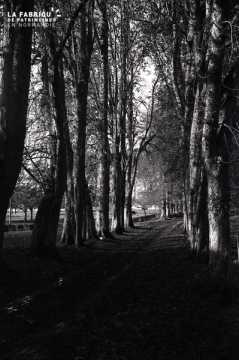Chemin boisé