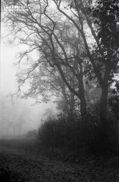 Campagne sous la brume