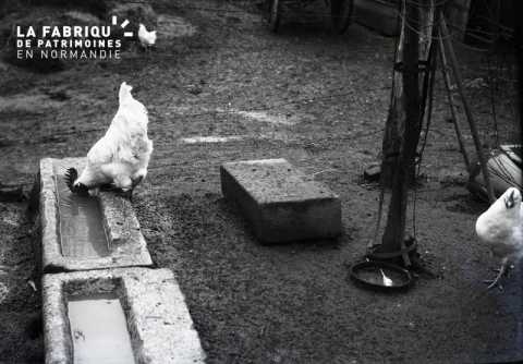 Coq à l'abreuvoir
