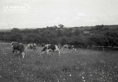 Vaches normandes