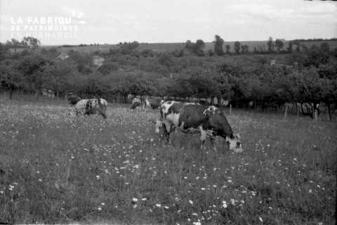 Vaches normandes