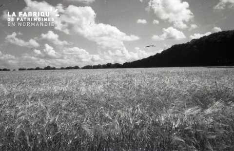 Champ de blé