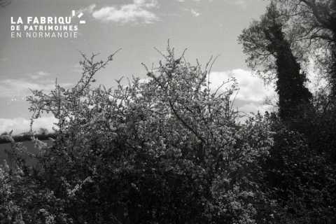 Arbre fleuri