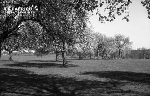 Champ de pommiers