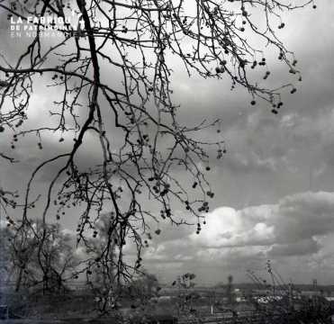 Branches d'arbre