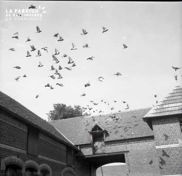 Envol de pigeons