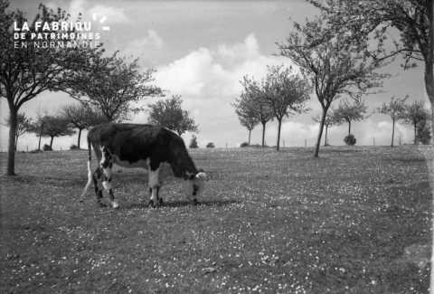 Vache