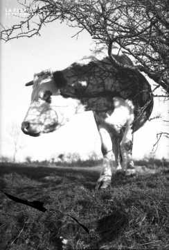 Vache