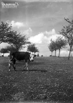 Vache