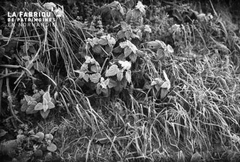 Plante