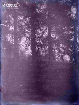 Argentan forêt