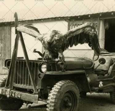 Aigle sur jeep