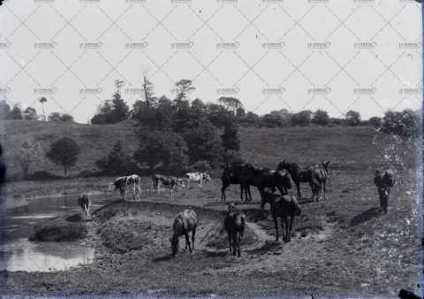 Vaches et chevaux au bord de l'eau