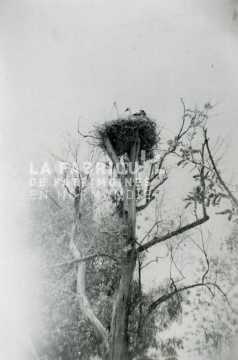 Nid de cigogne installé en haut d'un arbre.