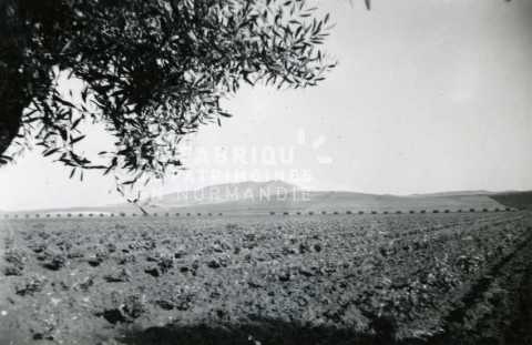 Champs cultivés en Algérie