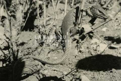 Reptile en Algérie