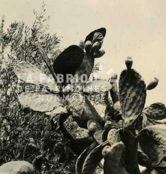 Cactus en Algérie