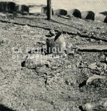 Tortue en Algérie