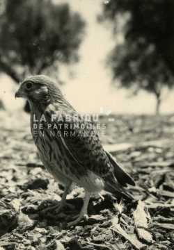 Jeune faucon pèlerin en Algérie