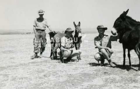 Soldats français avec des ânes en Algérie