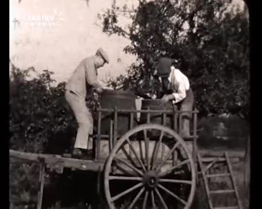 Vendange et vie à la ferme